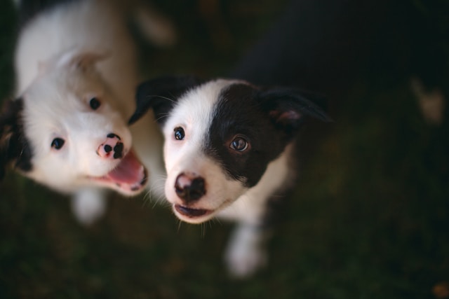 4 Letter Names for Dogs: 100+ Short & Sweet Dog Names
