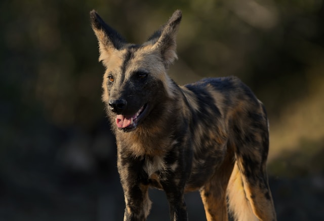 African Dog Names: 110+ Beautiful & Meaningful Names with Origins