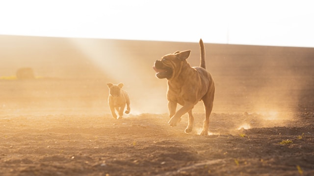 Arabic Dog Names: 100+ Beautiful Names with Meanings