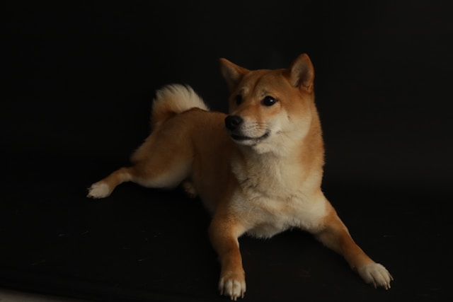Asian Dog Names: 90+ Beautiful Names from Chinese, Japanese & Korean Cultures