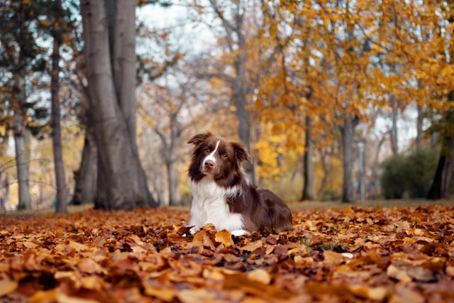 Autumnal Dog Names: 120+ Fall-Inspired Names for Your Pup