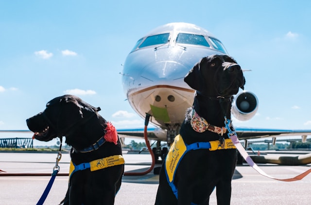 Aviation Dog Names: 120+ Airplane & Aircraft Inspired Names