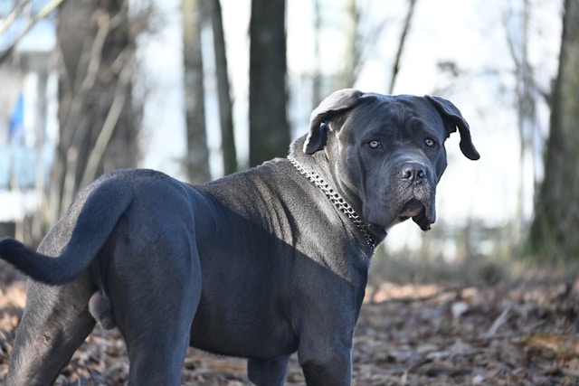 Big Boy Dog Names: Best Name Ideas for Your Large Puppy