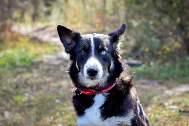 Black and White Dog Names: 100+ Stylish, Bold & Unique Ideas