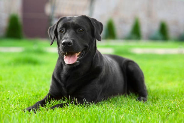 Black Girl Dog Names: Beautiful Names for Dark-Coated Females