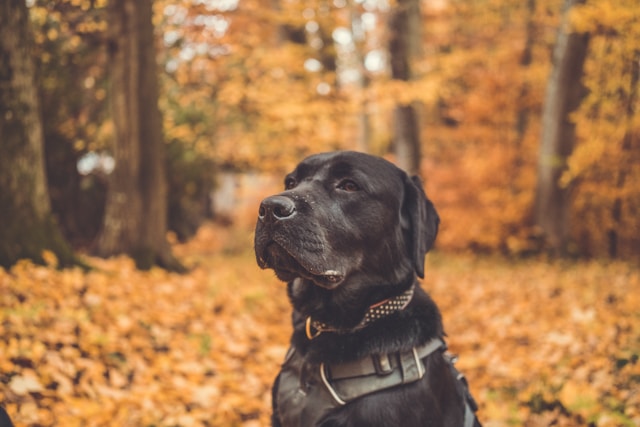 60 Black Boy Dog Names Inspired by Strength and Style