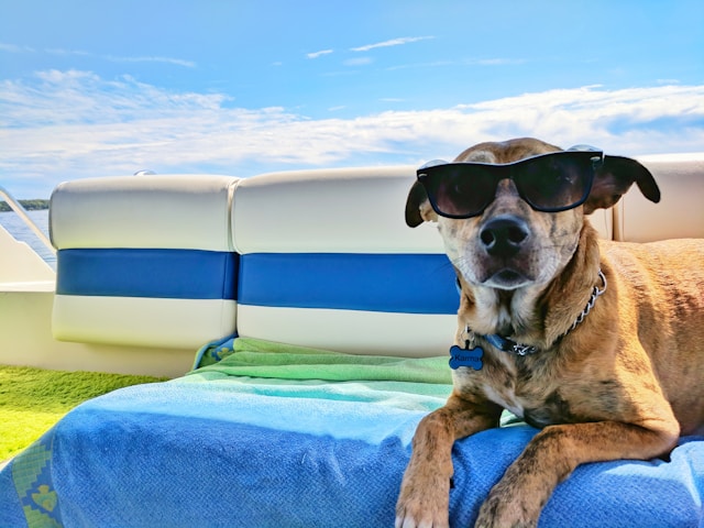 Boat Names for Dogs: 120+ Nautical & Ocean-Inspired Names