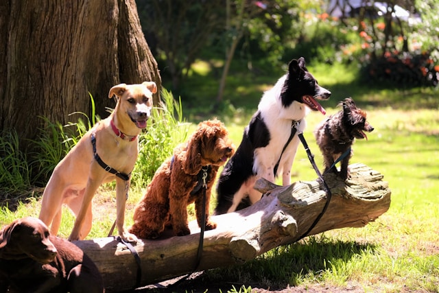 Breed-Inspired Dog Names