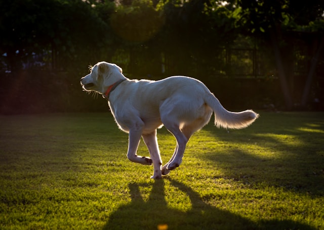 British Dog Names: 100+ cultured, cool British names for your dog