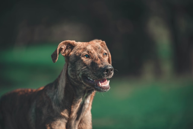 Brown Dog Names: 90+ Warm, Earthy & Chocolate-Inspired Ideas
