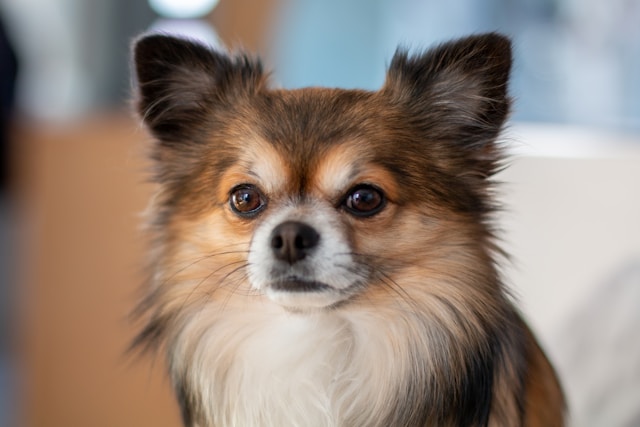 Chihuahua Dog Names: 80+ Big Personality Names for Small Dogs