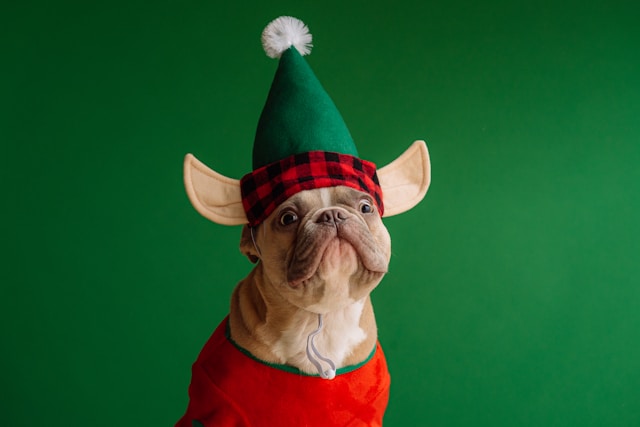 Christmas Dog Names: 80+ Festive & Magical Picks for Your Pup