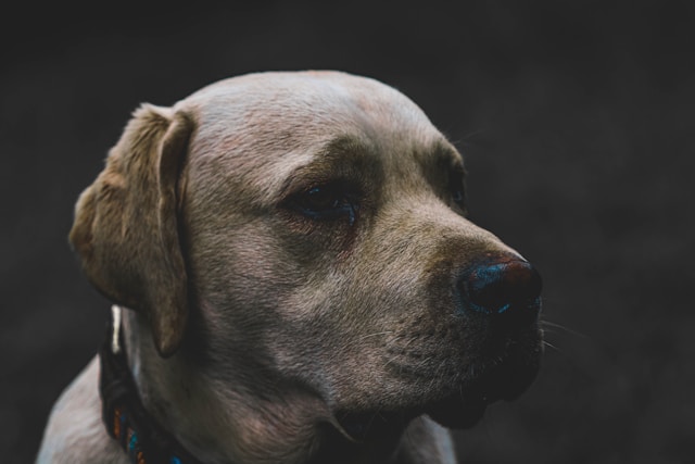 Classic Girl Dog Names: 50+ Timeless & Elegant Choices