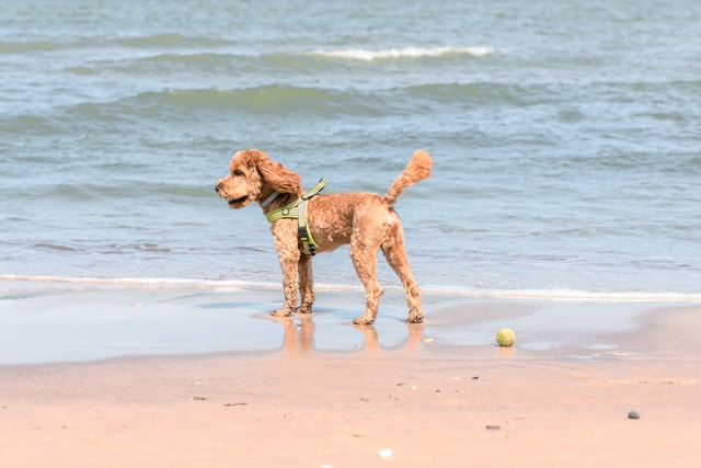 Coastal Dog Names: 120+ Beach & Seaside-Inspired Names