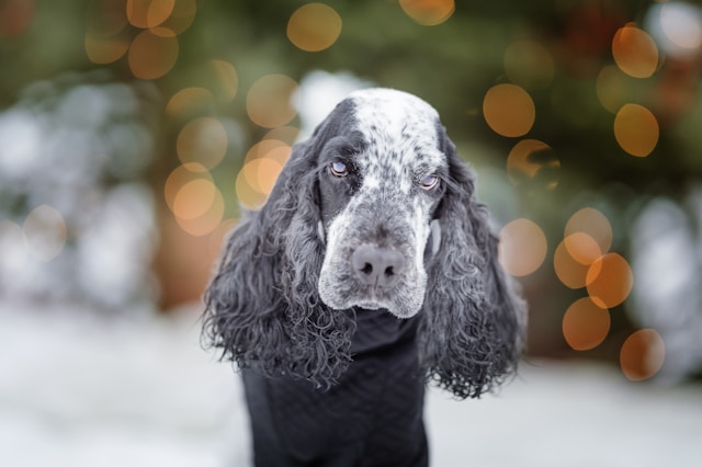 Best Cocker Dog Names: 120+ Perfect Names for Your Cocker Spaniel
