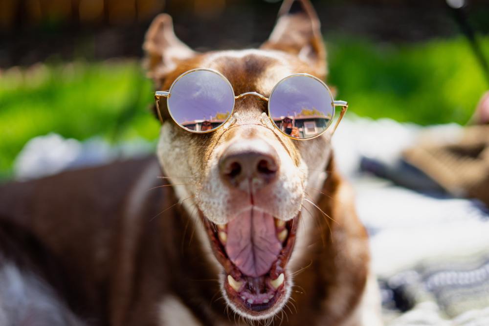 50+ Cool Male Dog Names for Trendy and Confident Pups