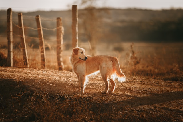 60 Country Boy Dog Names Inspired by Rural Life and Southern Charm