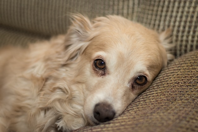 Cream Dog Names: 120+ Names for Cream Colored Dogs