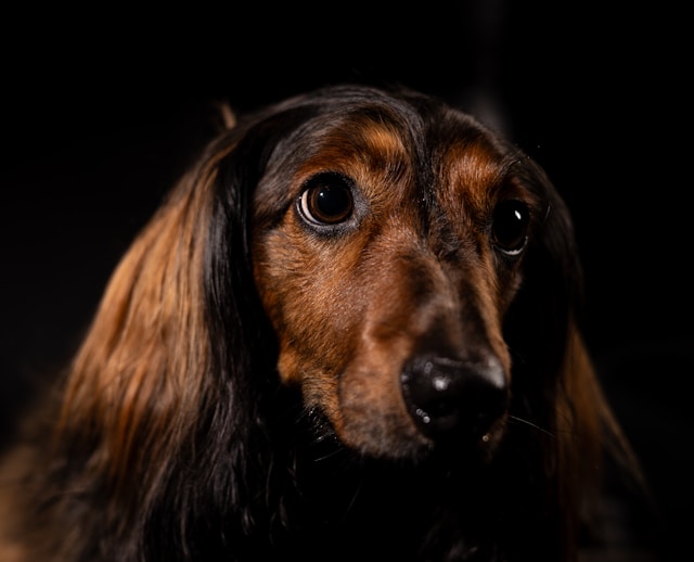 Dachshund Dog Names:80+ Brave, Playful & Adorably Long Names