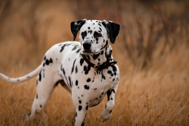 Best Dalmatian Dog Names: 120+ Perfect Names for Your Spotted Companion