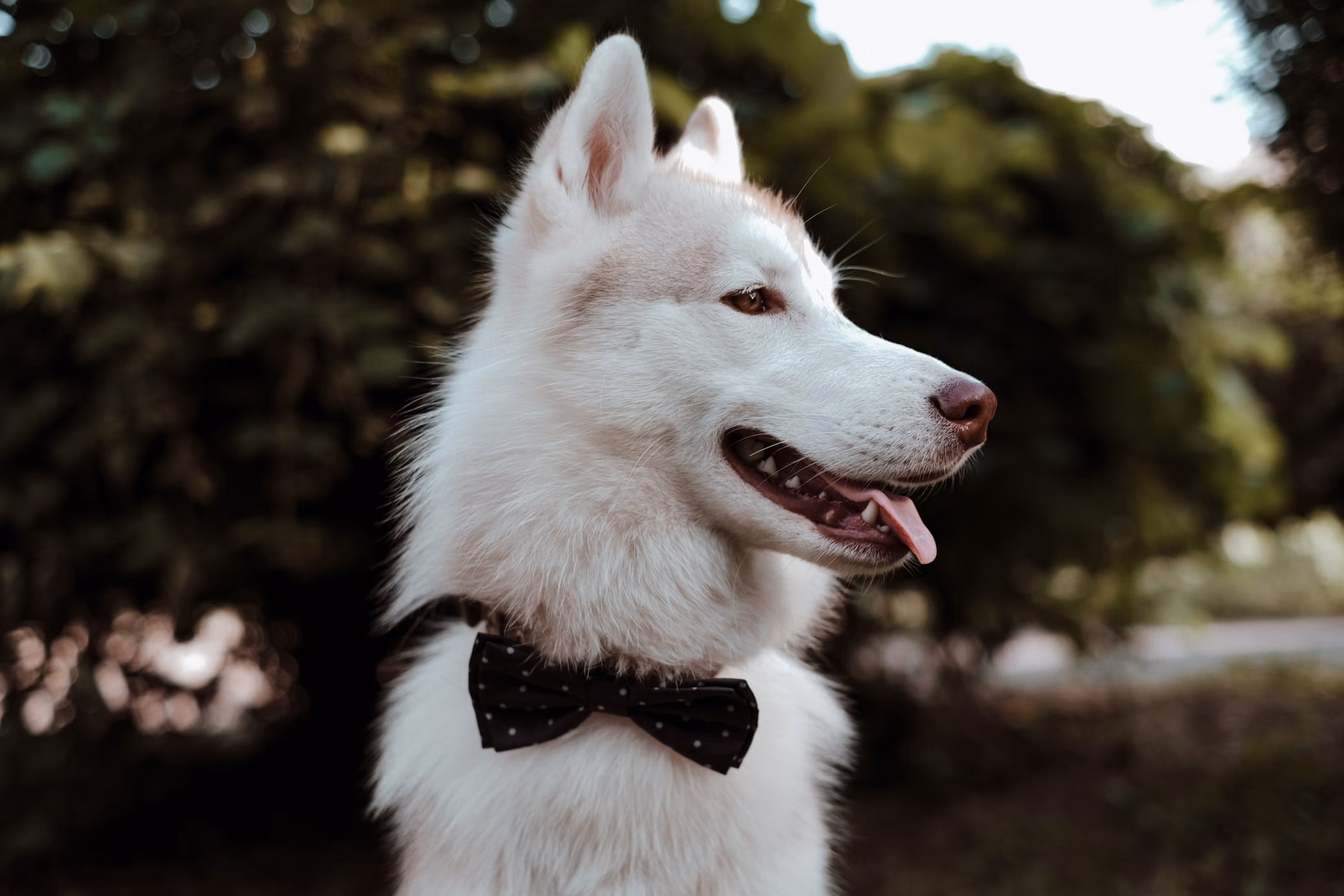 Elegant Girl Dog Names: 70+ Sophisticated Names for Your Female Pup