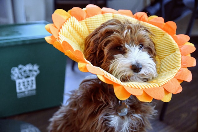 Flower Names for Dogs: 80+ Beautiful Picks Inspired by Nature