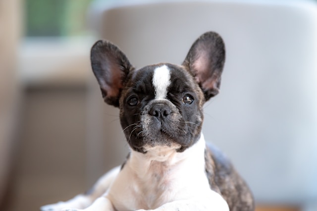 French Dog Names: 100+ Elegant & Sophisticated Names with Meanings