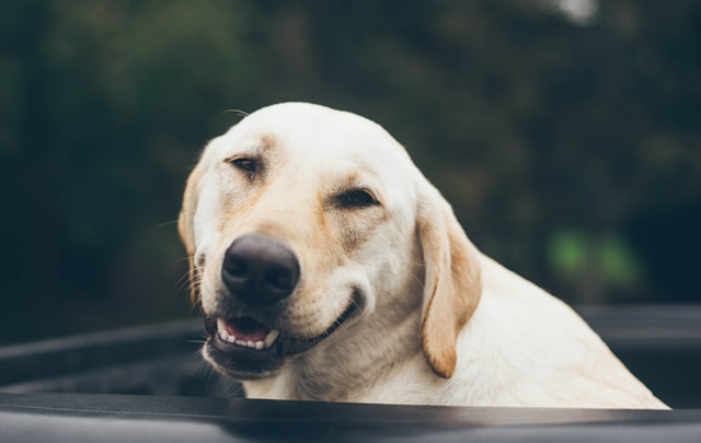 50+ Funny Boy Dog Names That’ll Crack You Up