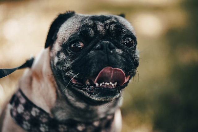 Gangster Dog Names: 100+ Tough, Badass & Cool Names for Your Canine Boss