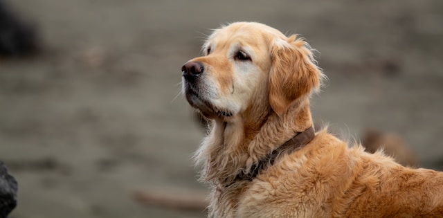 Golden Retriever Dog Names: 150+ Friendly, Loyal & Beautiful Picks