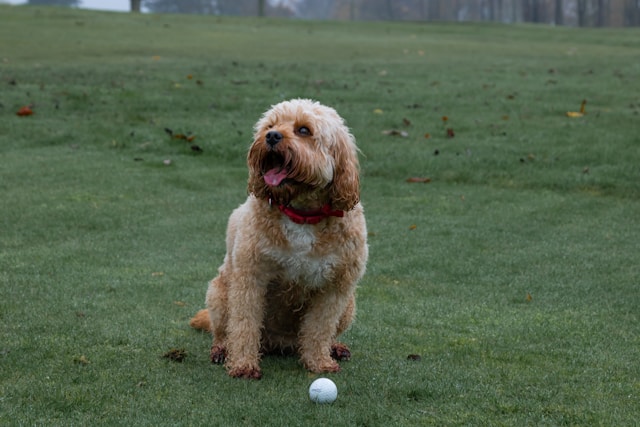 Golf Dog Names: 100+ Names for Golf-Loving Dog Owners