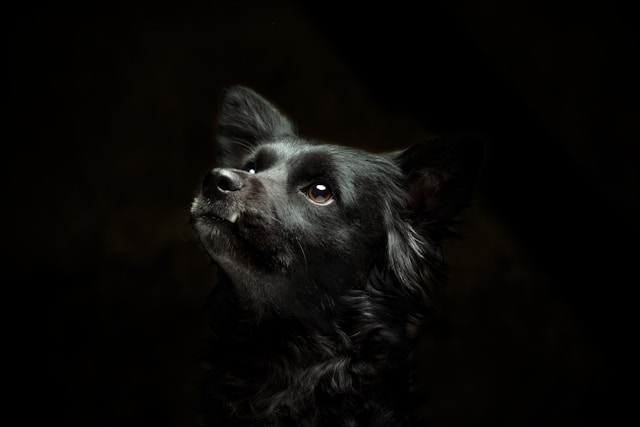 Gothic Dog Names: 60+ Dark & Mysterious Names for Your Shadowy Companion
