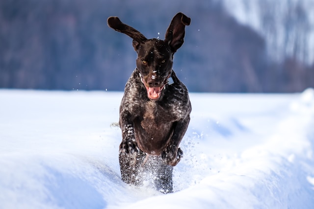 60 Hunting Dog Names for Boys Inspired by Nature, Gear, and Tradition