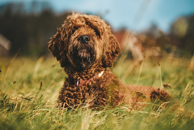 Best Irish Dog Names: 100+ Perfect Names with Meanings & Pronunciation