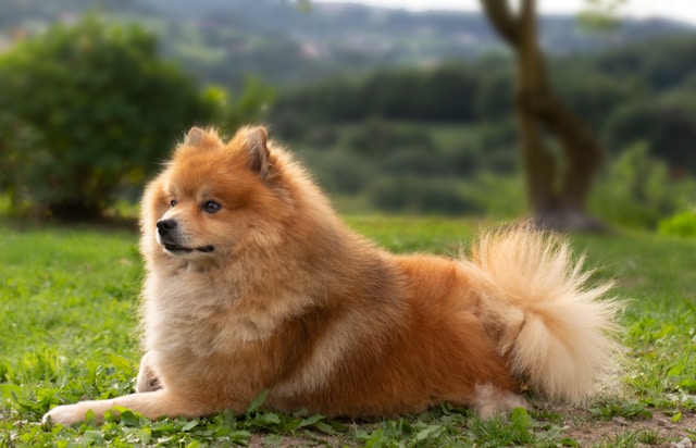 60 Italian Boy Dog Names Celebrating Style and Heritage