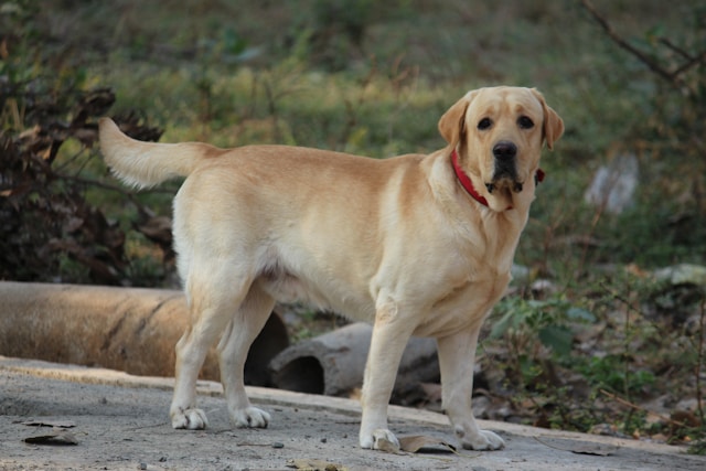 Large Female Dog Names: 120+ Perfect Names for Your Big Girl