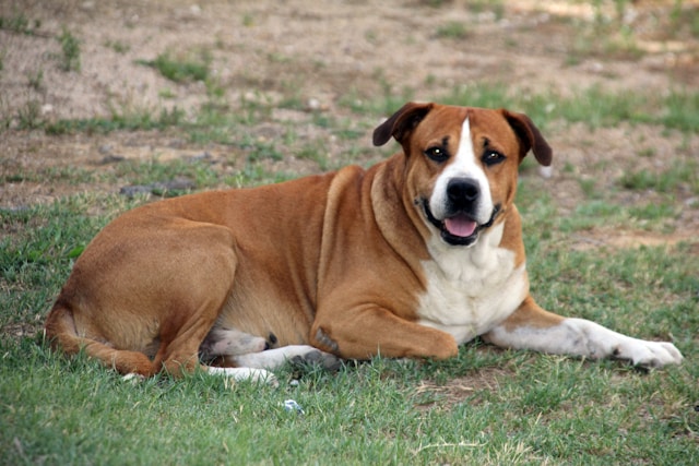 Large Male Dog Names: 130+ Perfect Names for Your Big Guy