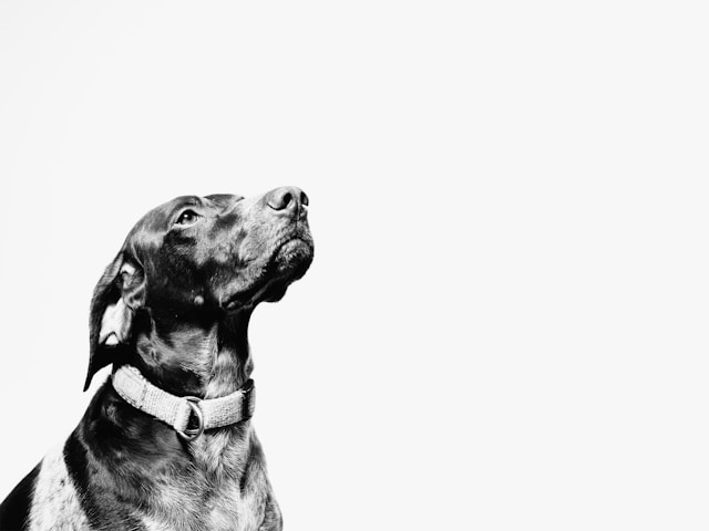 Dog Names by First Letter