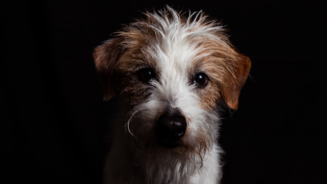 Little Dog Names: 130+ Perfect Names for Your Tiny Companion
