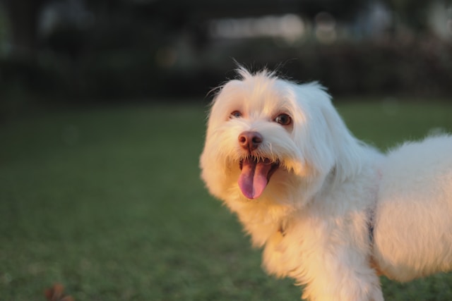 Maltese Dog Names: 100+ Adorable Ideas for Your Fluffy White Companion