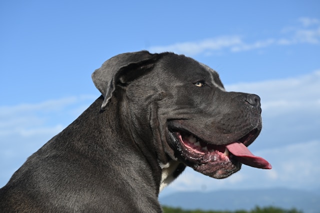 50 Boy Dog Names With Meaning That Inspire and Empower