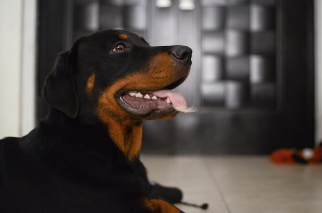 60 Mexican Boy Dog Names Celebrating Rich Culture and Tradition