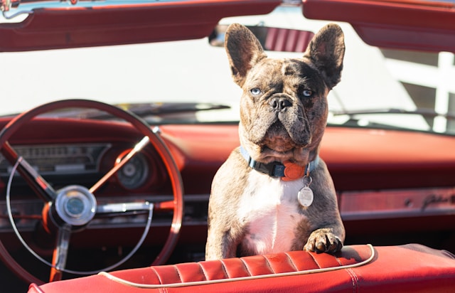 Nautical Dog Names: 70+ Sea-Inspired Names for Your Seafaring Companion