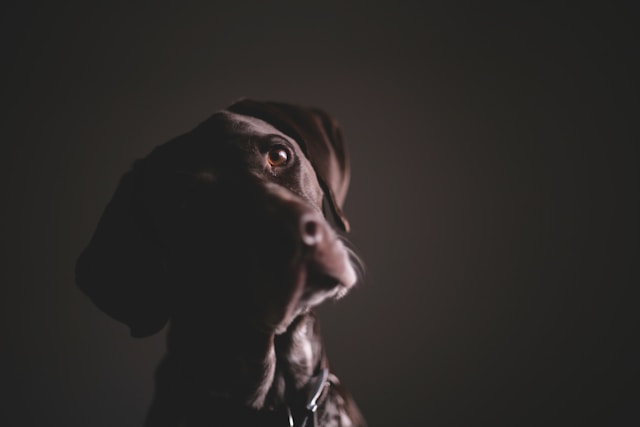 Nerdy Dog Names: 80+ Geeky & Clever Ideas for Your Intellectual Pup