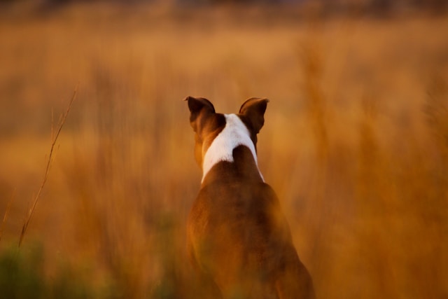 Polish Dog Names: 60+ Authentic Ideas for Your Loyal Companion