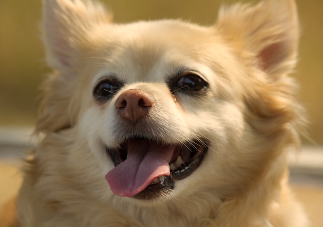 Pomeranian Dog Names: 120+ Cute, Bold & Regal Picks for Your Pom
