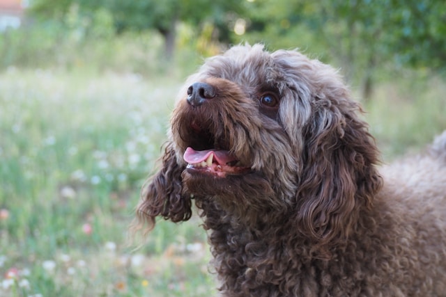 Poodle Dog Names: 250+ Elegant, Classy & Cute Ideas