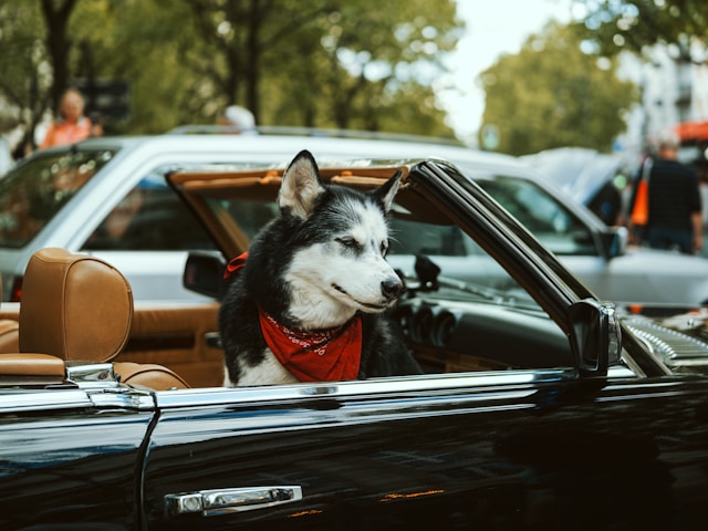 Pop Culture Dog Names: 80+ Trendy Picks for Iconic Pups