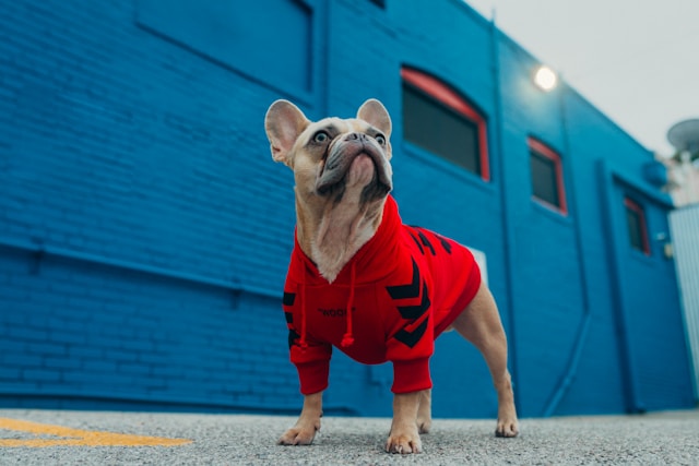 Rapper Dog Names: 90+ Hip-Hop Inspired Names for Your Canine MC