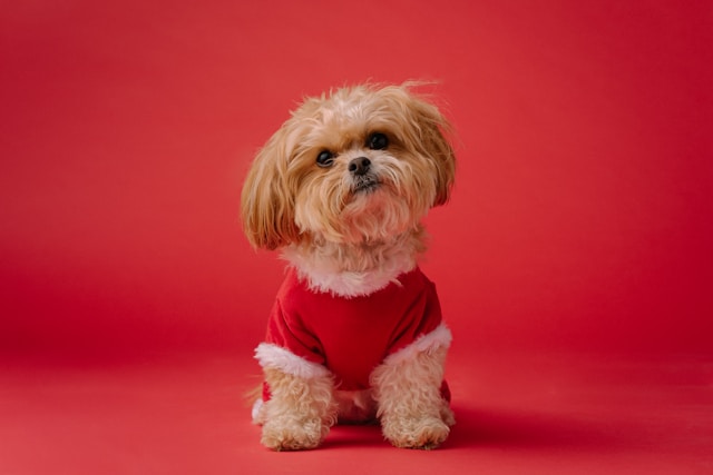 Dog Names That Start With R: 85+ Perfect R Names for Dogs